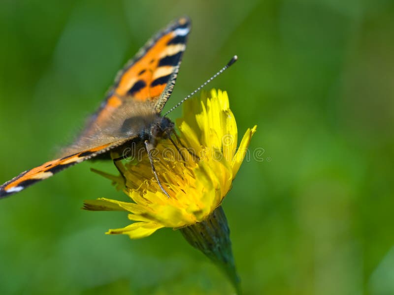 Basisrecheneinheit auf gelber Blume stockfotografie Basisrecheneinheit auf gelber Blume stockfotografie