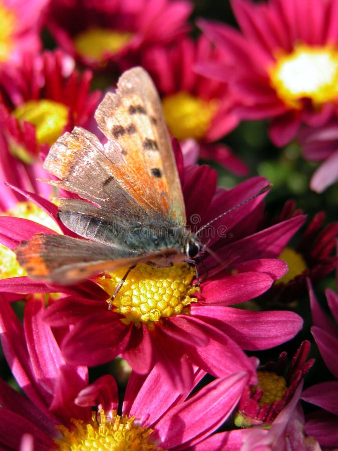 Basisrecheneinheit auf roter Blume stockbild Basisrecheneinheit auf roter Blume stockbild