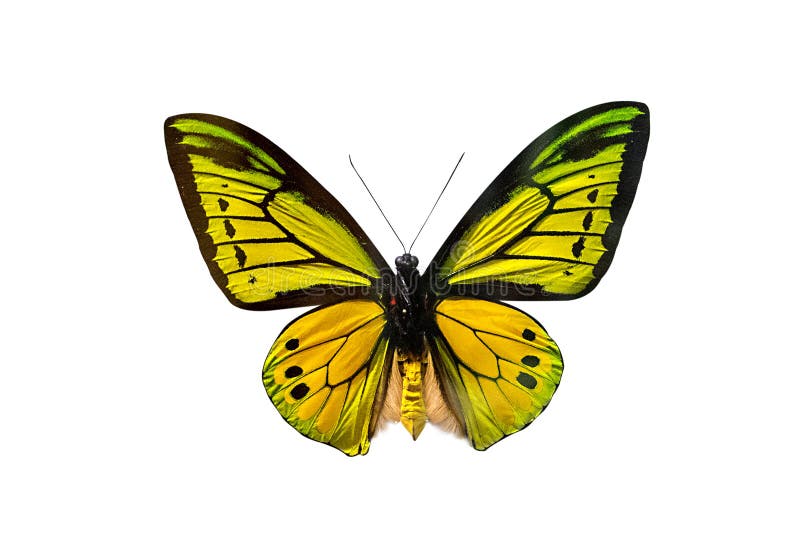 Basisrecheneinheit Goliath-Birdwing stockfotos Basisrecheneinheit Goliath-Birdwing stockfotos