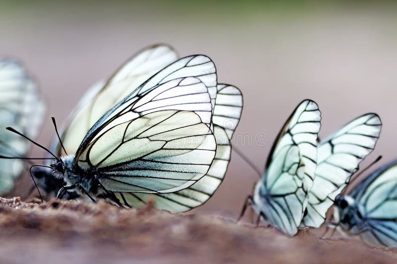 basisrecheneinheiten Baumweißling Aporia-crataegi stockbilder basisrecheneinheiten Baumweißling Aporia-crataegi stockbilder