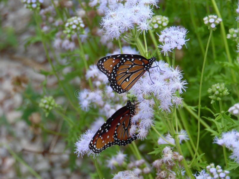 Download Basisrecheneinheiten Im Wilden Stockfoto - Bild von basisrecheneinheiten, monarch: 106802758