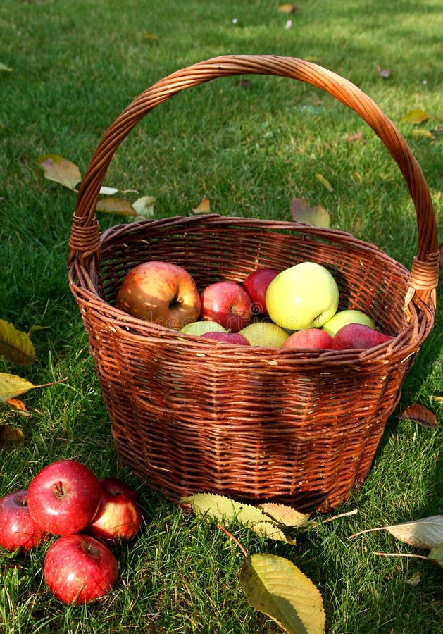 Basket with apples stock image. Image of gardening, orchard 11934865