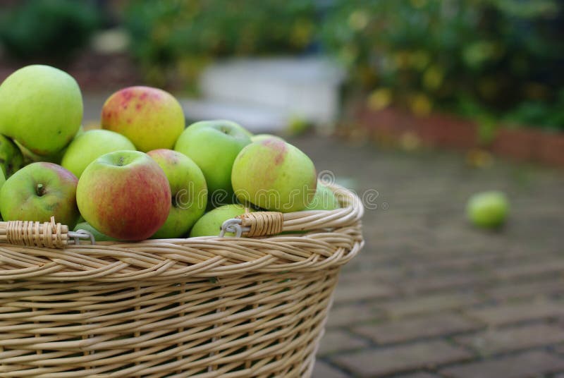 Basket with apples royalty free stock photos Basket with apples royalty free stock photos