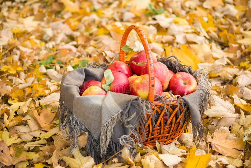 Basket with Apples on Autumn Leaves in Forest Stock Image Image of