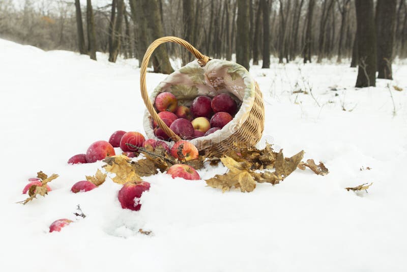 Basket of apples in the snow