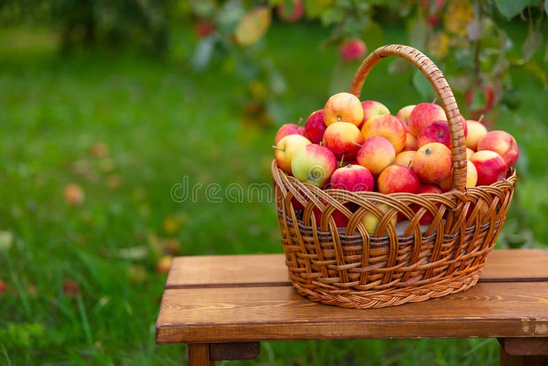 Basket with apples stands on wooden bench against background of grass. Harvesting in apple orchard. Side view
