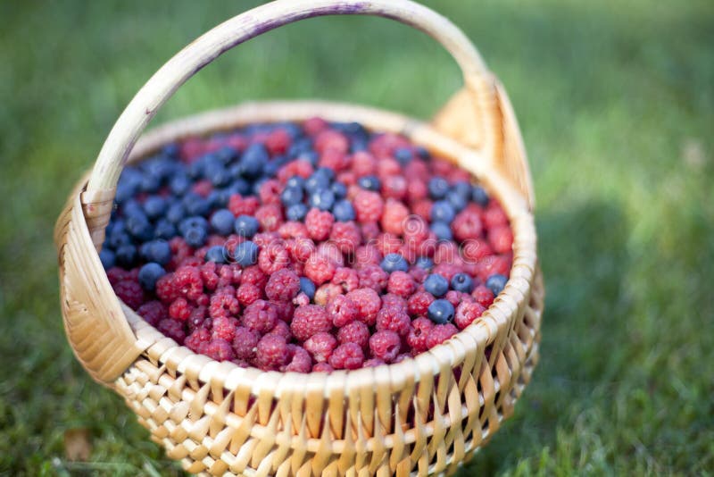 Basket of berries stock photo. Image of grass, gift, spots 22443432