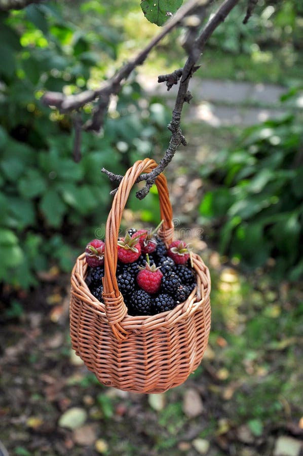 Basket with Berries Blackberries and Raspberries Stock Image Image