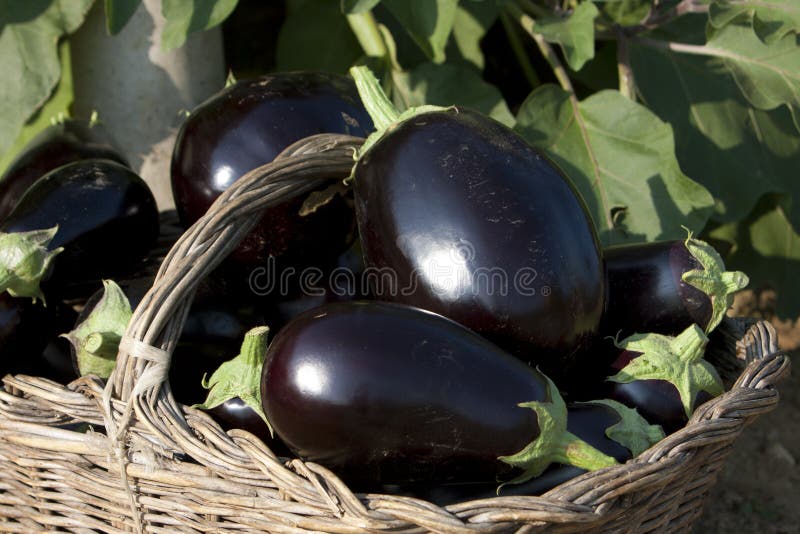 Basket of biological eggplants