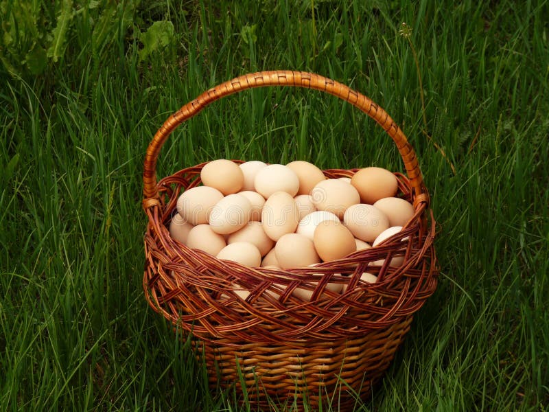 Basket of chicken eggs stock image. Image of full, wicker 16837601