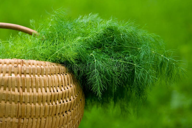 Basket with dill stock photo. Image of condiment, botany 5478894