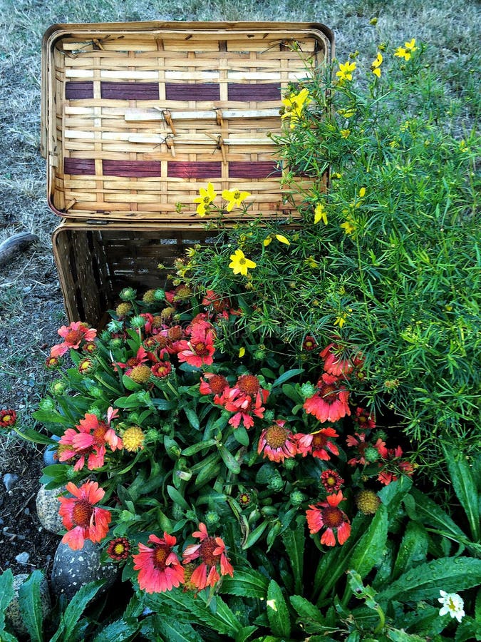 Basket with Flowers stock photo. Image of gift, picnic 76268104