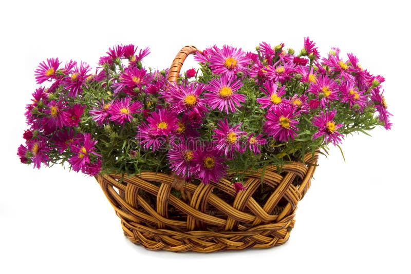 Basket of flowers on a white background