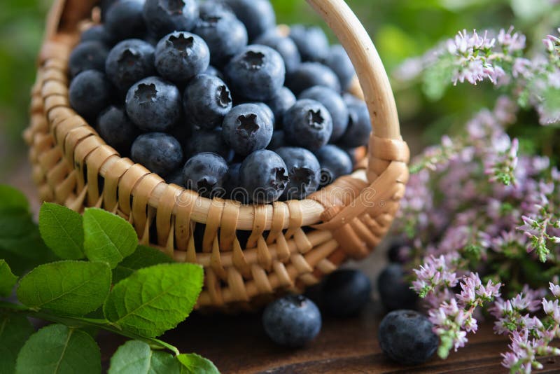 Basket of blueberries. Blueberry leaves and wild heather flowers