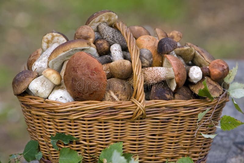 Basket, full of fresh autumn mushrooms.