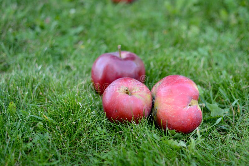 Basket full of red and sweet apples