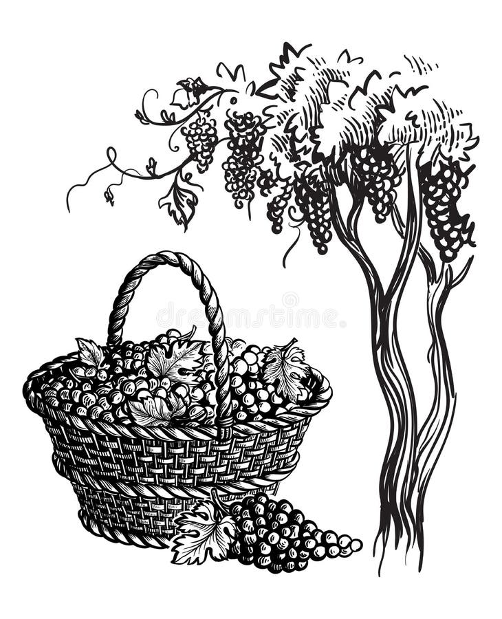 Basket with grapes