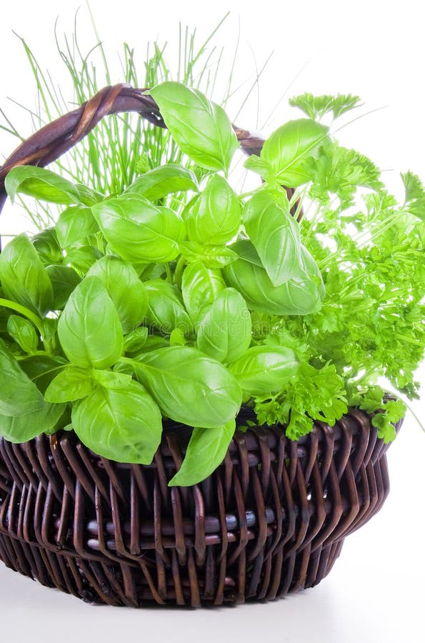 Basket of herbs stock photo. Image of fresh, gastronomy 16679622