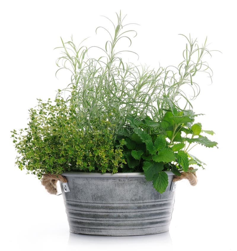 Basket with herbs stock photo. Image of green, garden 36491686