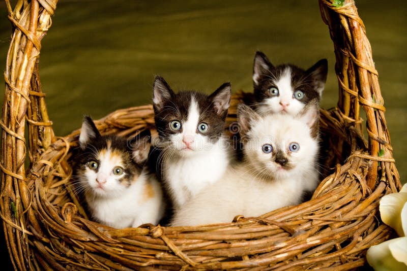 Basket of Kittens stock photo. Image of animal, watching 20830810
