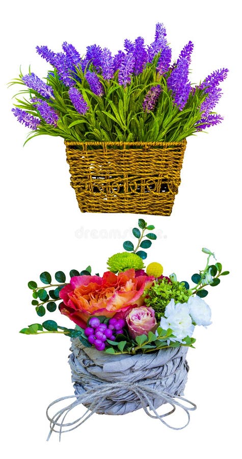 Basket with lavender. lavender flowers. Lavender isolated on wh