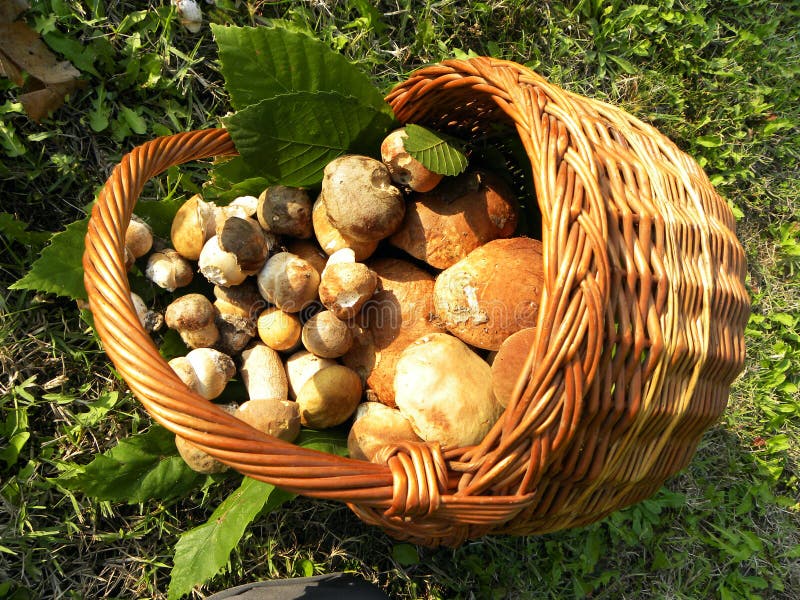 Basket mushrooms