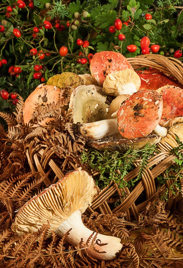 Basket with mushrooms