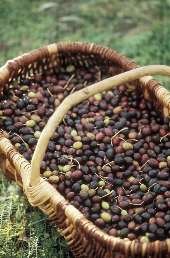 Basket of olives stock image. Image of green, fruit, outdoors 23706019