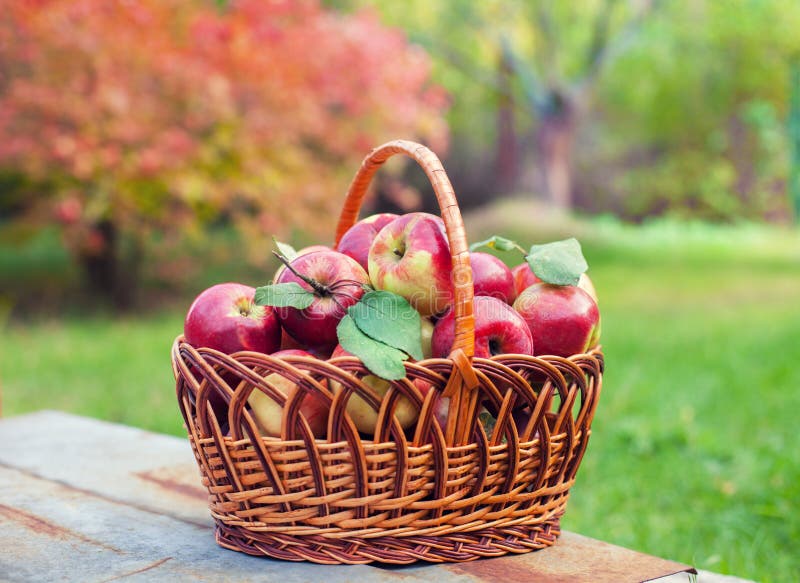 Basket with organic apples