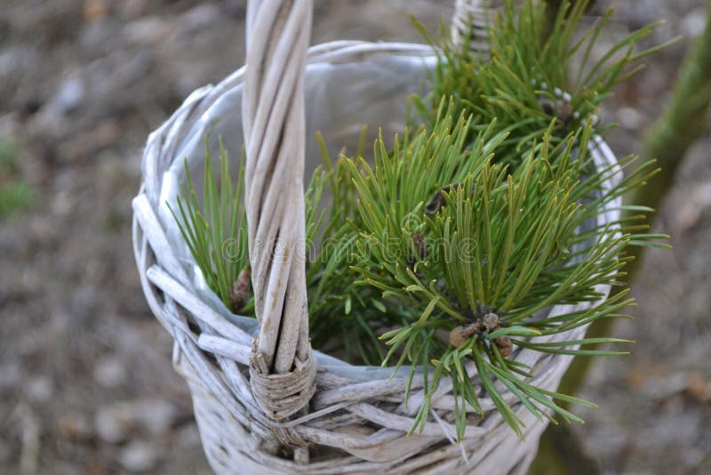 Basket with pine branch stock image. Image of trees, basket 67654333