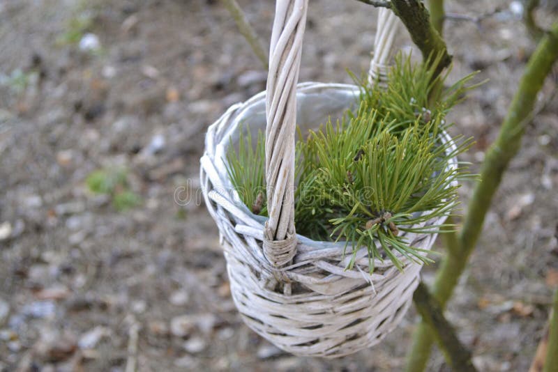 Basket with pine branch stock photo. Image of white, fragrant 67654410