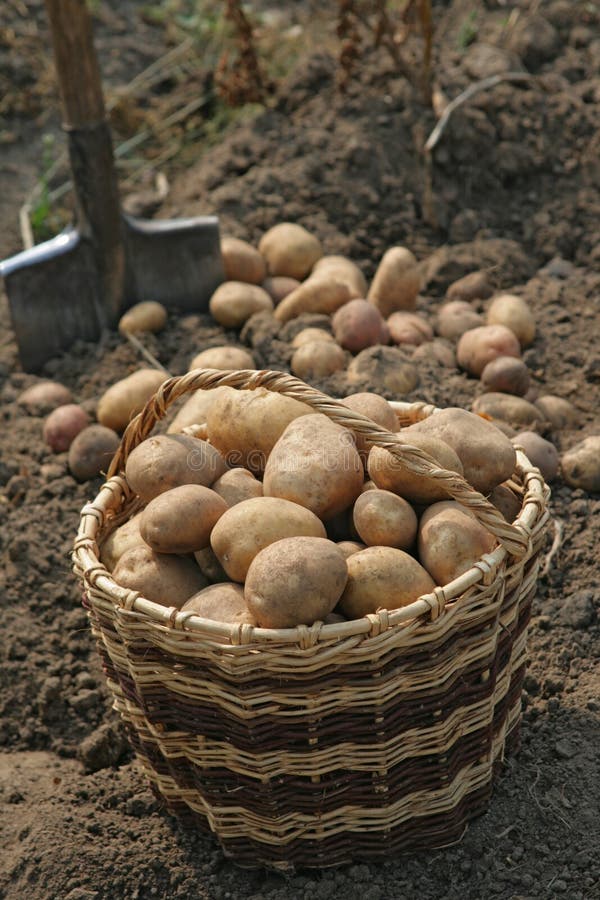 Basket of potatoes.