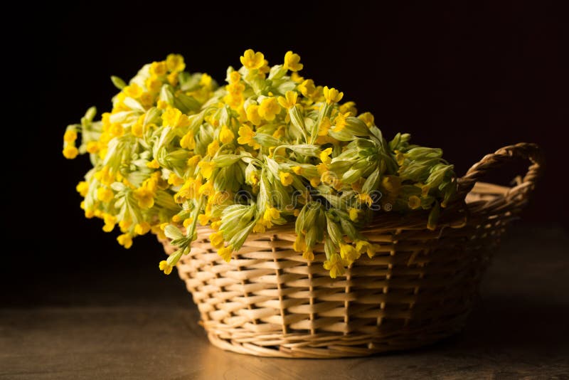 Basket with primrose stock photo. Image of exterior 245412642