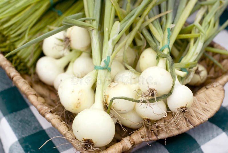 Basket of produce