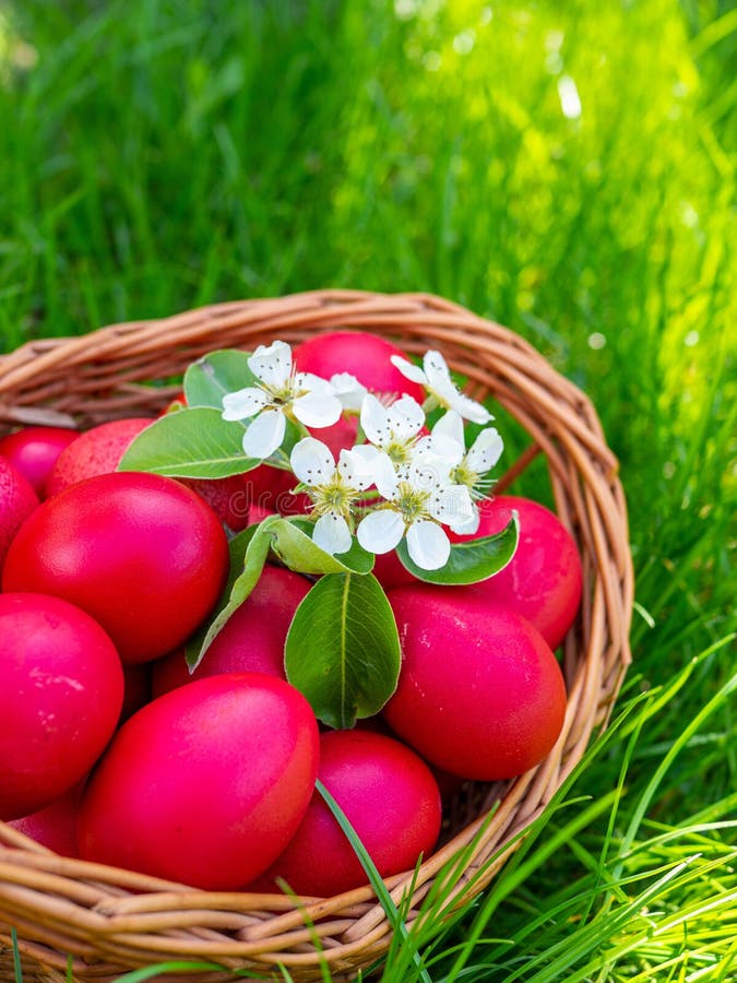 Basket with Red Easter Eggs in the Grass Easter Egg Hunt Concept Stock
