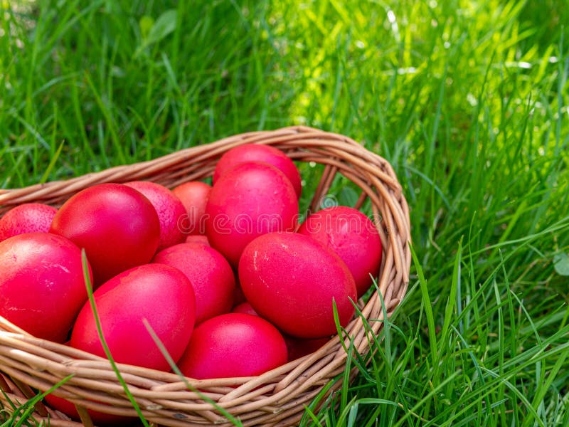 Basket with Red Easter Eggs in the Grass Easter Egg Hunt Concept Stock