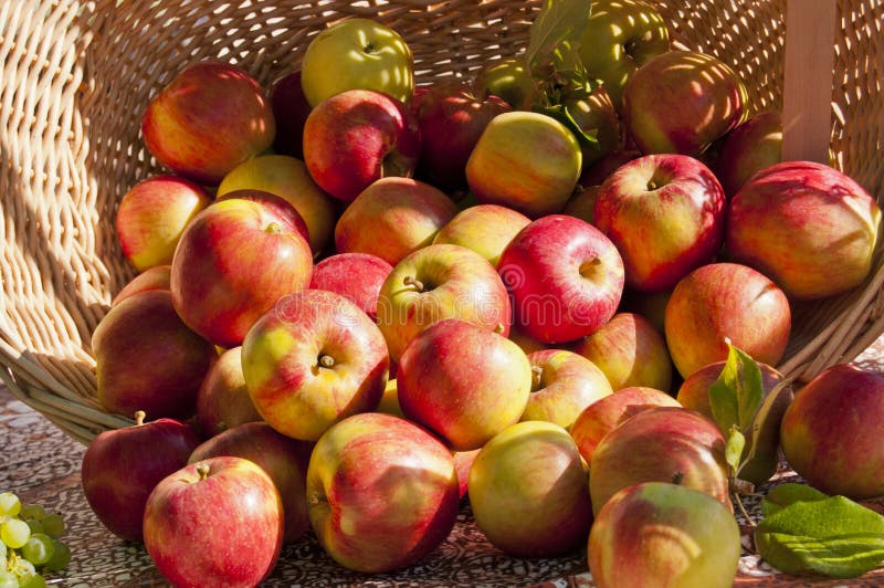 Basket of Red and Gold Apples Stock Image Image of food, garden 21662401