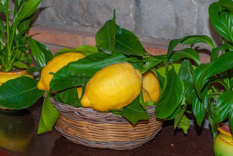 Basket of Sorrento`s yellow lemons stock photography Basket of Sorrento`s yellow lemons stock photography