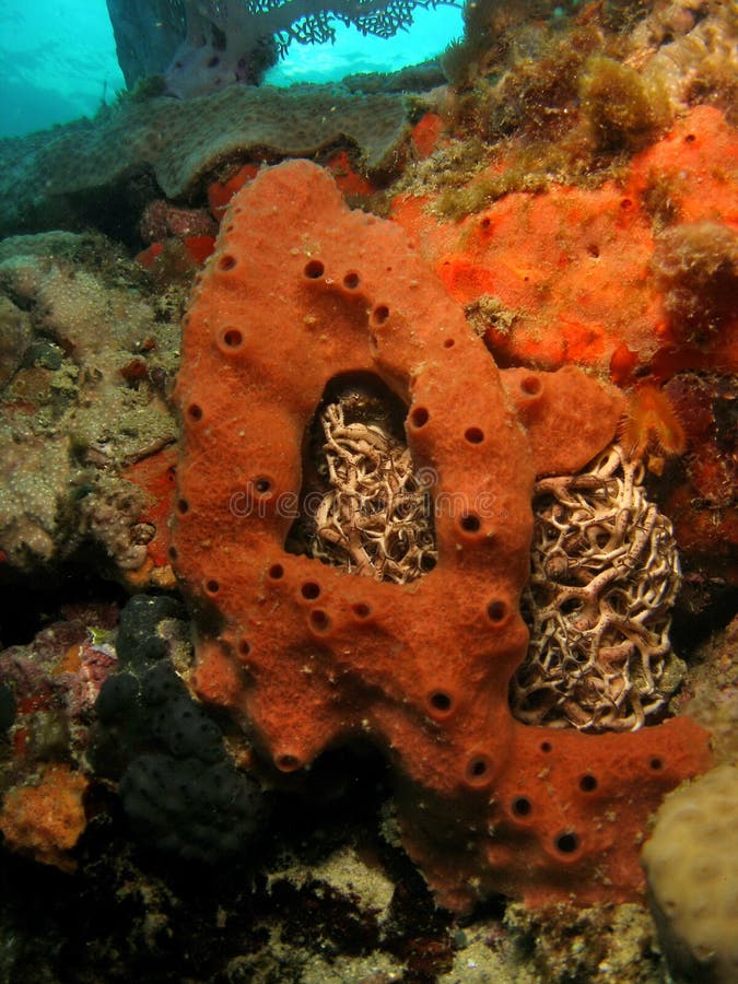 Underwater Coral Reef Basket Star Stock Photo Image of coral, bonaire