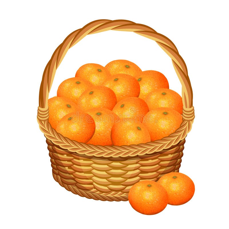 Basket with tangerine fruits. Vector illustration.