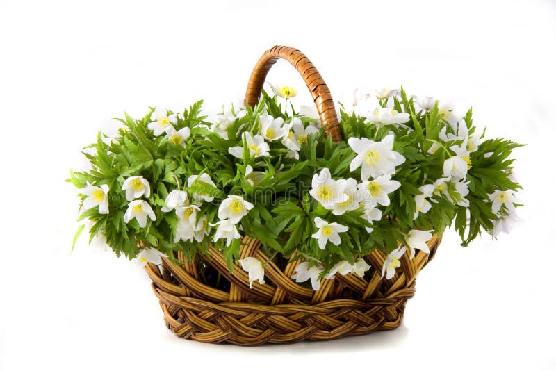 Basket of white flowers