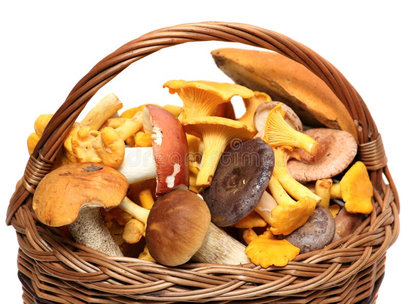 Basket of wild mushrooms isolated on white