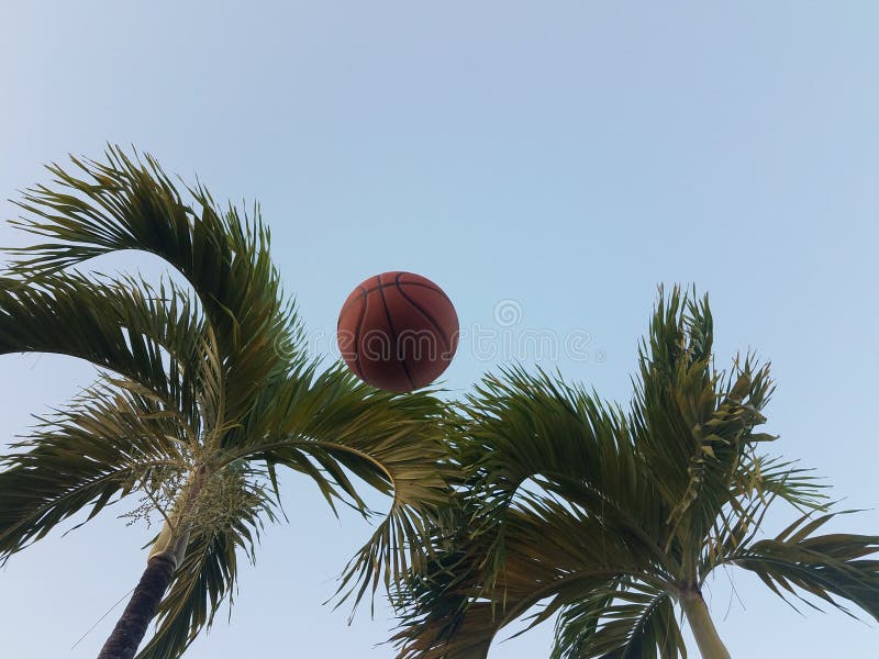 Basketball in the Air with Palm Trees Stock Image Image of basketball