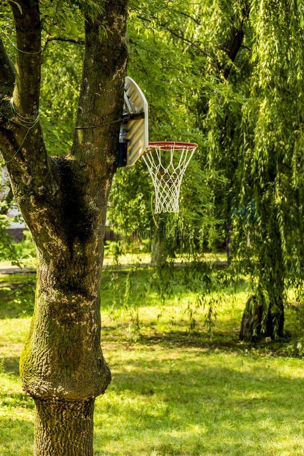 A Basketball Basket on the Tree Stock Image Image of metal, court