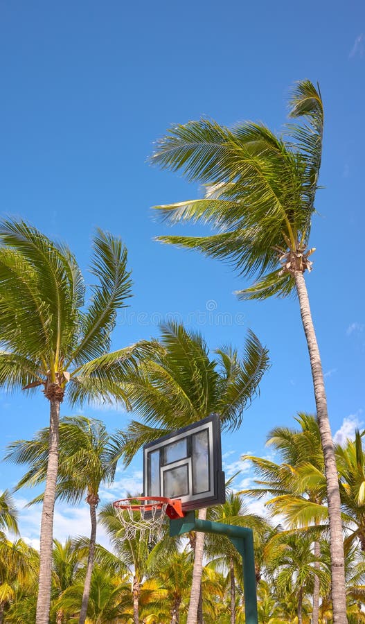 159 Basketball Court Palm Trees Stock Photos Free & RoyaltyFree