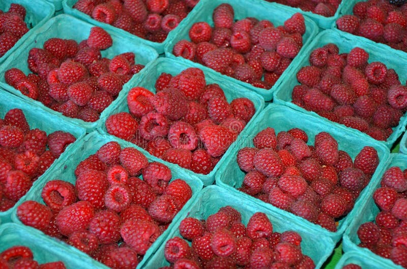 Baskets of fresh red raspberries