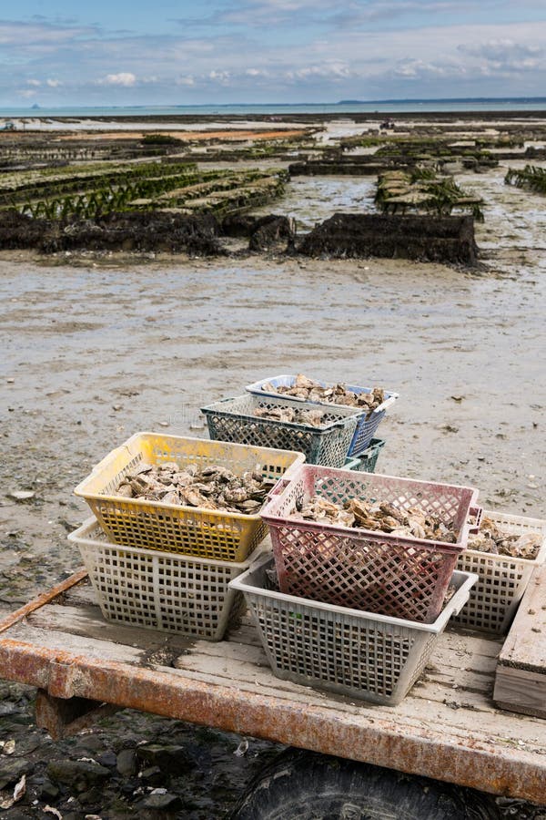 Baskets Full with Oysters on the Beach of Cancale Stock Photo Image