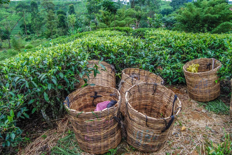 Tea Leaf Baskets stock image. Image of leaves, healthy 7584699