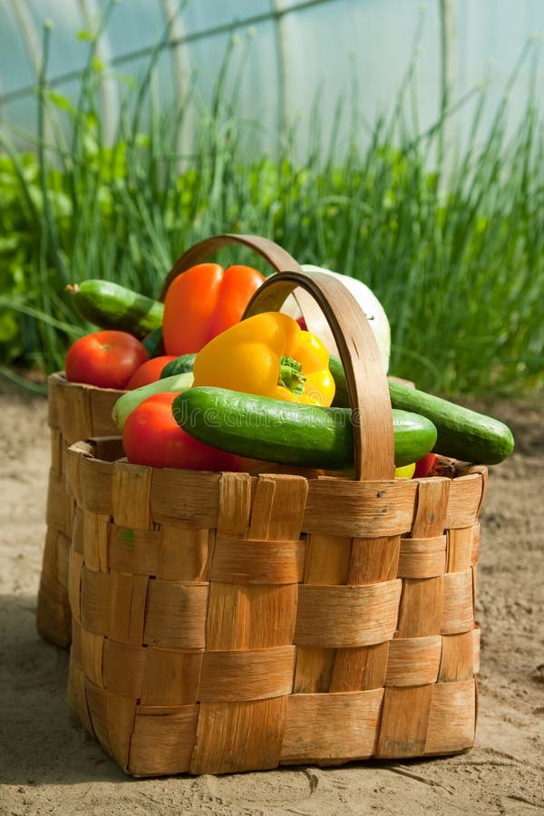 Baskets of vegetables stock photo. Image of close, pepper 25182052