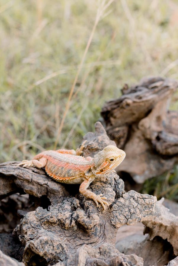 The Basking Lizard Stock Image. Image Of Dragon, Basking - 275596867